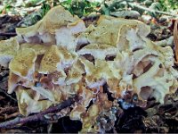 Polyporus umbl3 : svampe