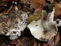 Russula acrifolia - Skarpbladet skørhat
