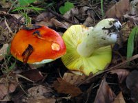 Russula aurea - Gylden skørhat