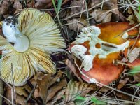 Russula aurea - Gylden skørhat : Svampe, gylden skørhat, skørhatte