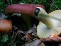 Russula aurea - Gylden skørhat