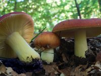 Russula aurea - Gylden skørhat