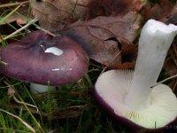 Russula caerulea - Puklet skørhat