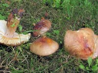 Russula carpini - Avnbøg-skørhat