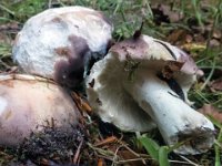 Russula cyanoxantha - Broget skørhat