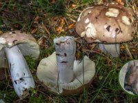 Russula curtipes - Kortstokket skørhat