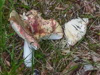 Russula curtipes - Kortstokket skørhat