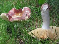 Russula integra - Mandel-skørhat
