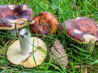 Russula integra - Mandel-skørhat