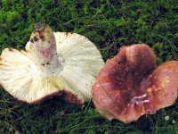 Russula melleiolens - Honning-skørhat