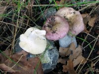 Russula pelargonia - Pelargonie-skørhat
