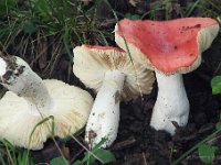 Russula pseudointegra - Cinnoberrød skørhat