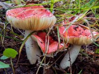 Russula pseudointegra - Cinnoberrød skørhat