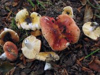 Russula risigallina - Abrikos-skørhat : Svampe