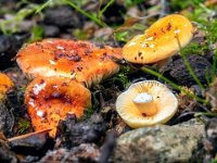 Russula risigallina - Abrikos-skørhat