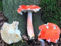 Russula sanguinea - Blodrød skørhat