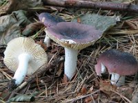 RUssula turci01