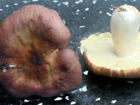 Russula curtipes : russula, svampe