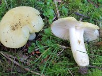 Russula farinipes : svampe