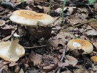 Russula fellea : svampe