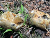 Russula globospora : svampe
