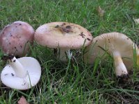 Russula versicolo : svampe