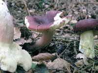 Russula xeramphelina : svampe