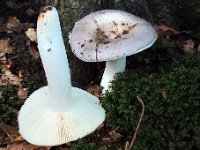 russula grisea : svampe