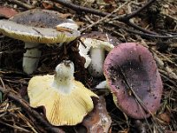Russula turci - Jod-skørhat : svampe