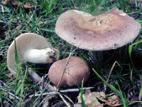Russula vesca - Spiselig skørhat