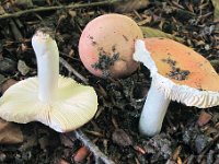 Russula veternosa - Blødkødet skørhat