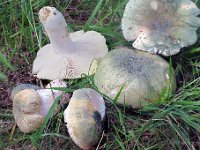 Russula virescens - Spanskgrøn skørhat : Natur, russula, svampe