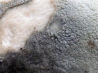 Russula virescens - Spanskgrøn skørhat