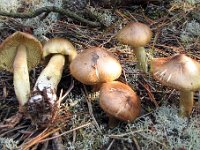 Tricholoma aestuans - Kegle-ridderhat