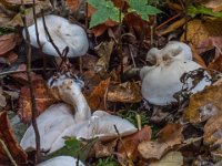 Tricholoma album - hvid ridderhat