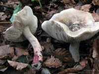 Tricholoma basirubens - Rødfodet-ridderhat