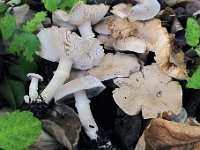 Tricholoma cingulatum - Ring-ridderhat