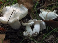Tricholoma columbetta - silke-ridderhat