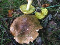 Tricholoma frondosa - Aspe-ridderhat