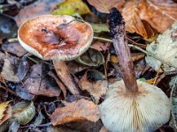 Tricholoma fulvum - birke-ridderhat