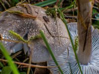 Tricholoma inocybeoides - spids ridderhat