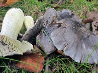 Tricholoma portentosum - Grå ridderhat
