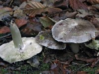 Tricholoma portentosum - Grå ridderhat