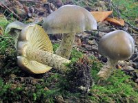 Tricholoma saponaceum - Sæbe-ridderhat