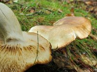 Tricholoma saponaceum - Sæbe-ridderhat : svampe