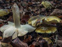Tricholoma sejunctum - grøngul ridderhat