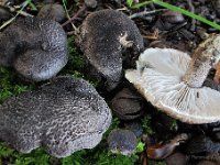 Tricholoma squarrulosum - Sortskællet ridderhat
