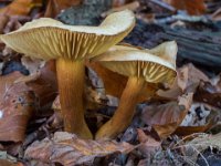 Tricholoma sulphureum - Svovl-ridderhat