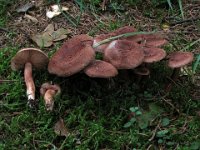 Tricholoma vaccinum - Ko-ridderhat