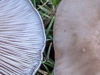 nuda